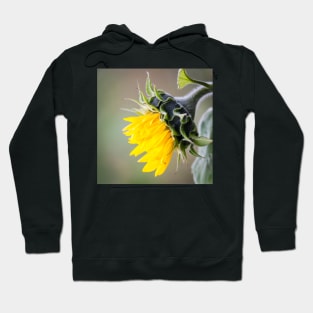 Sunflower Hoodie